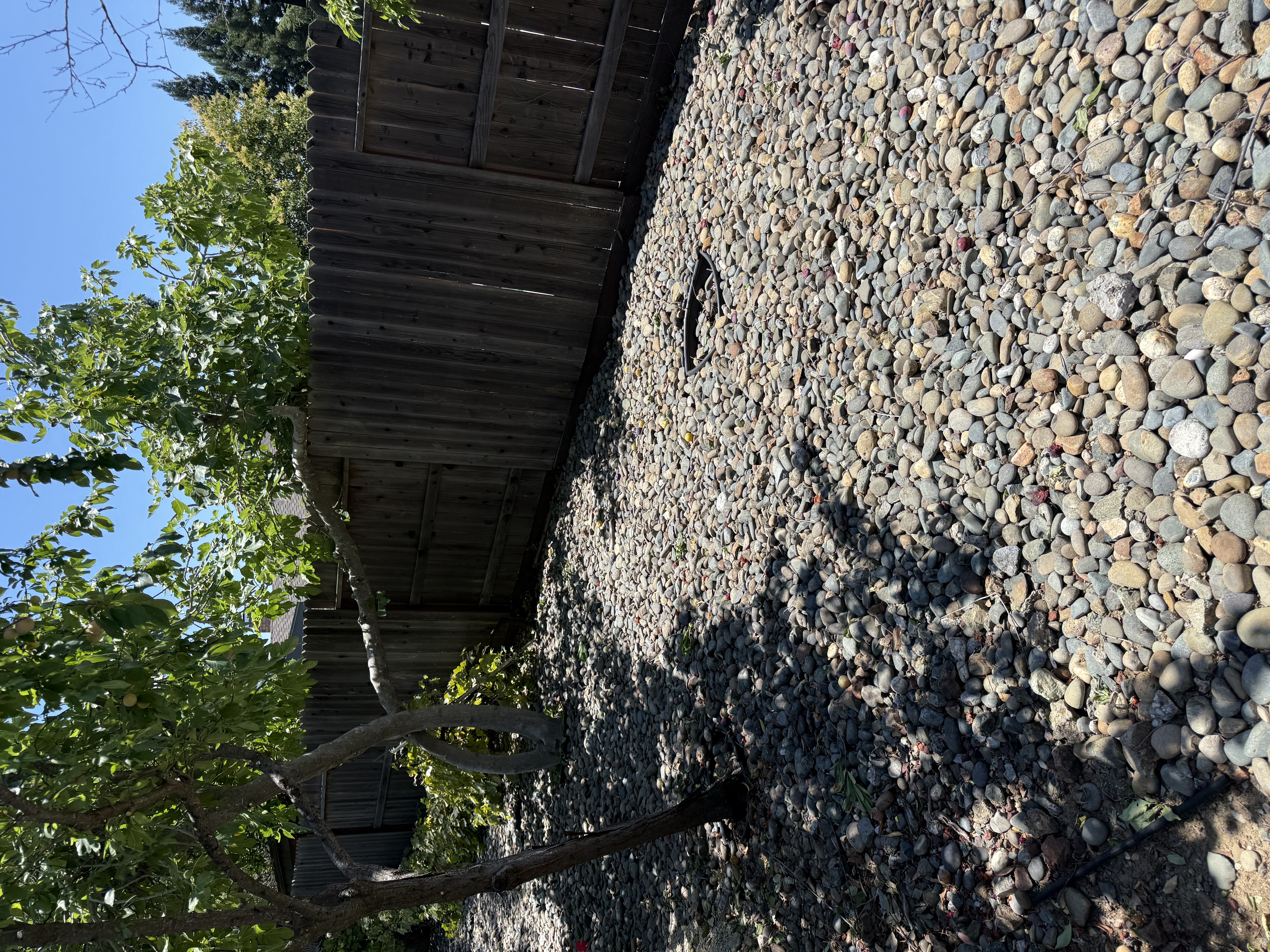 After: yard fully cleared, open lawn visible