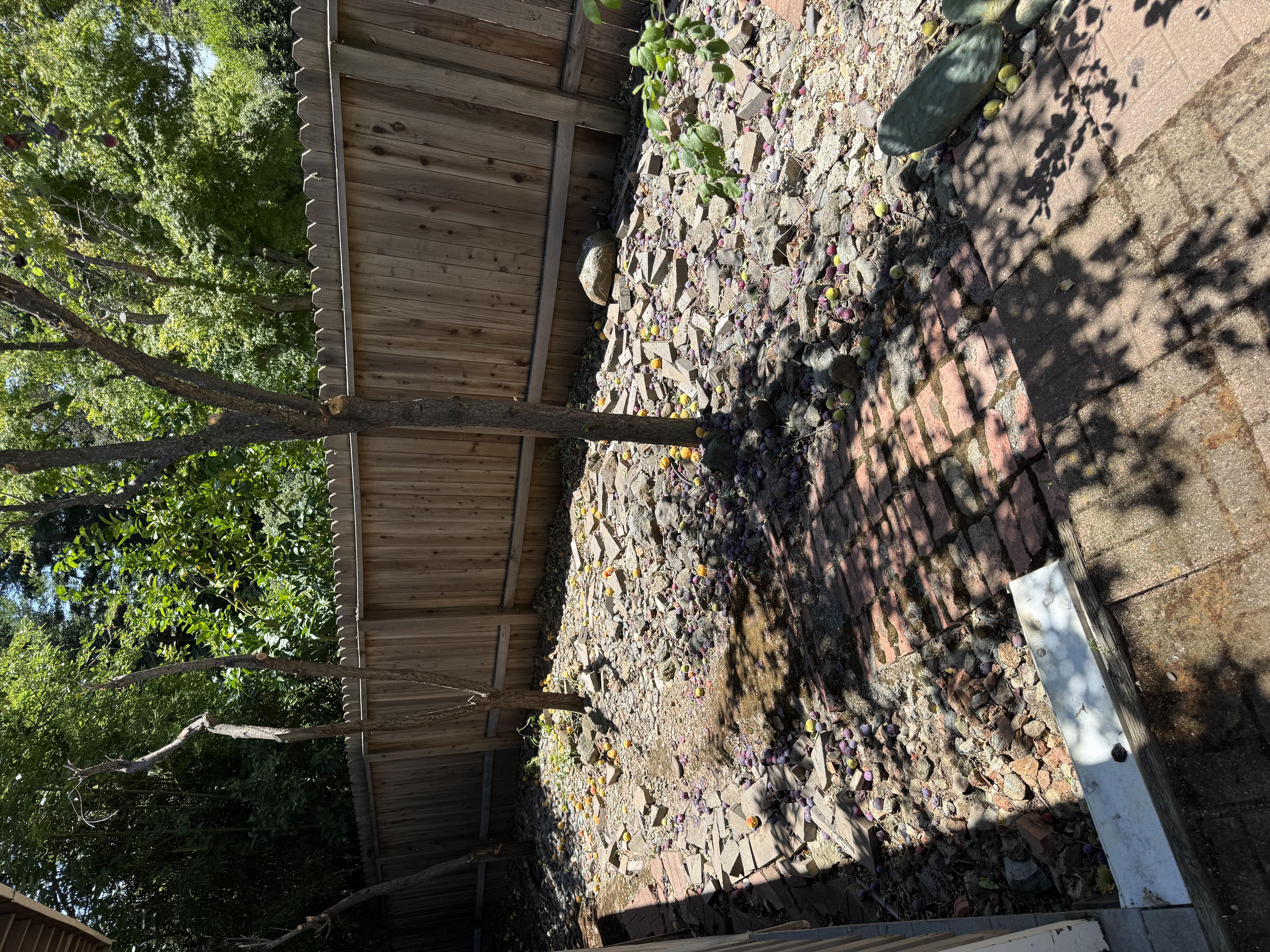 After: yard cleared of fallen tree