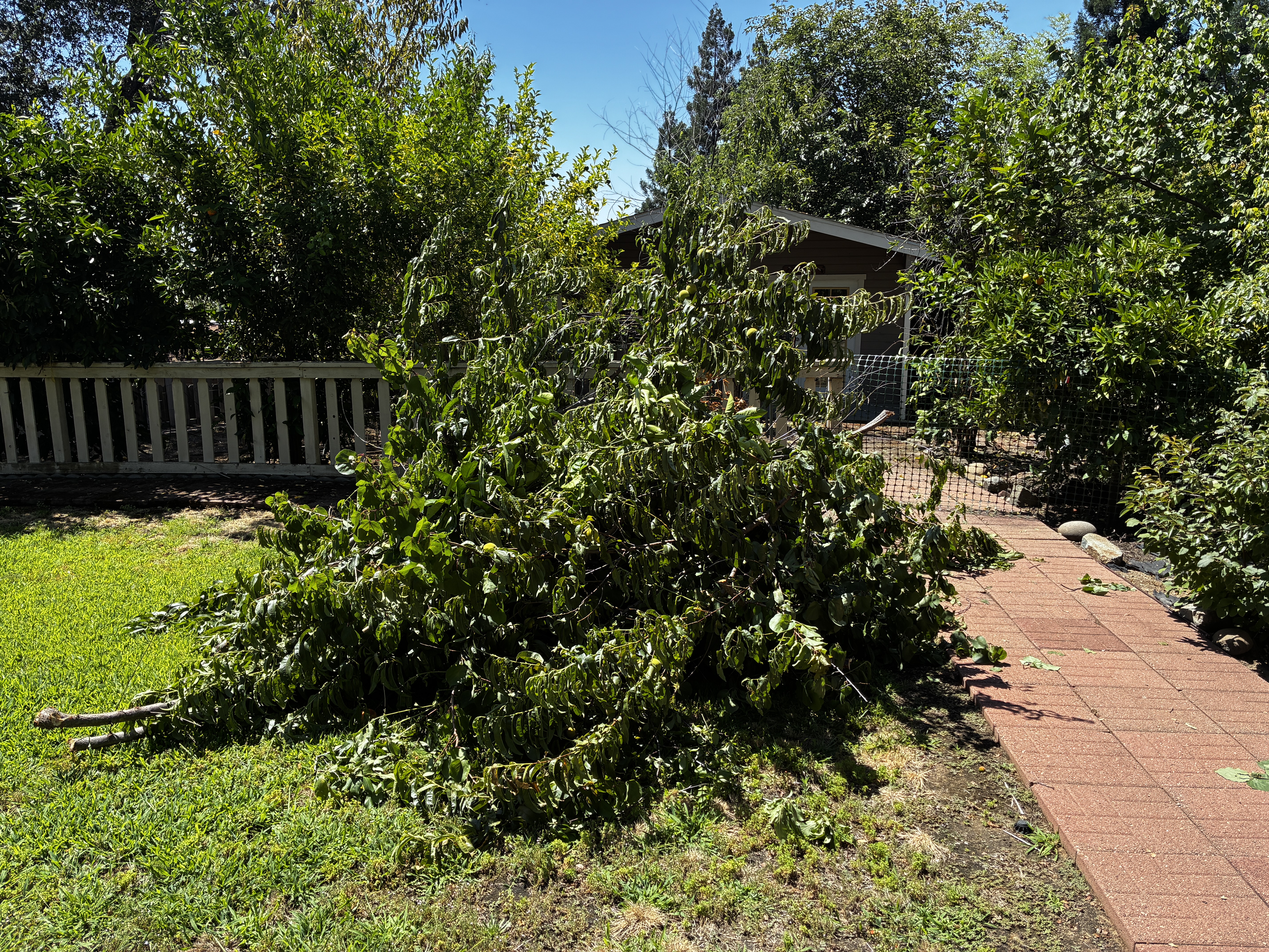 Before: yard debris and dry brush on concrete