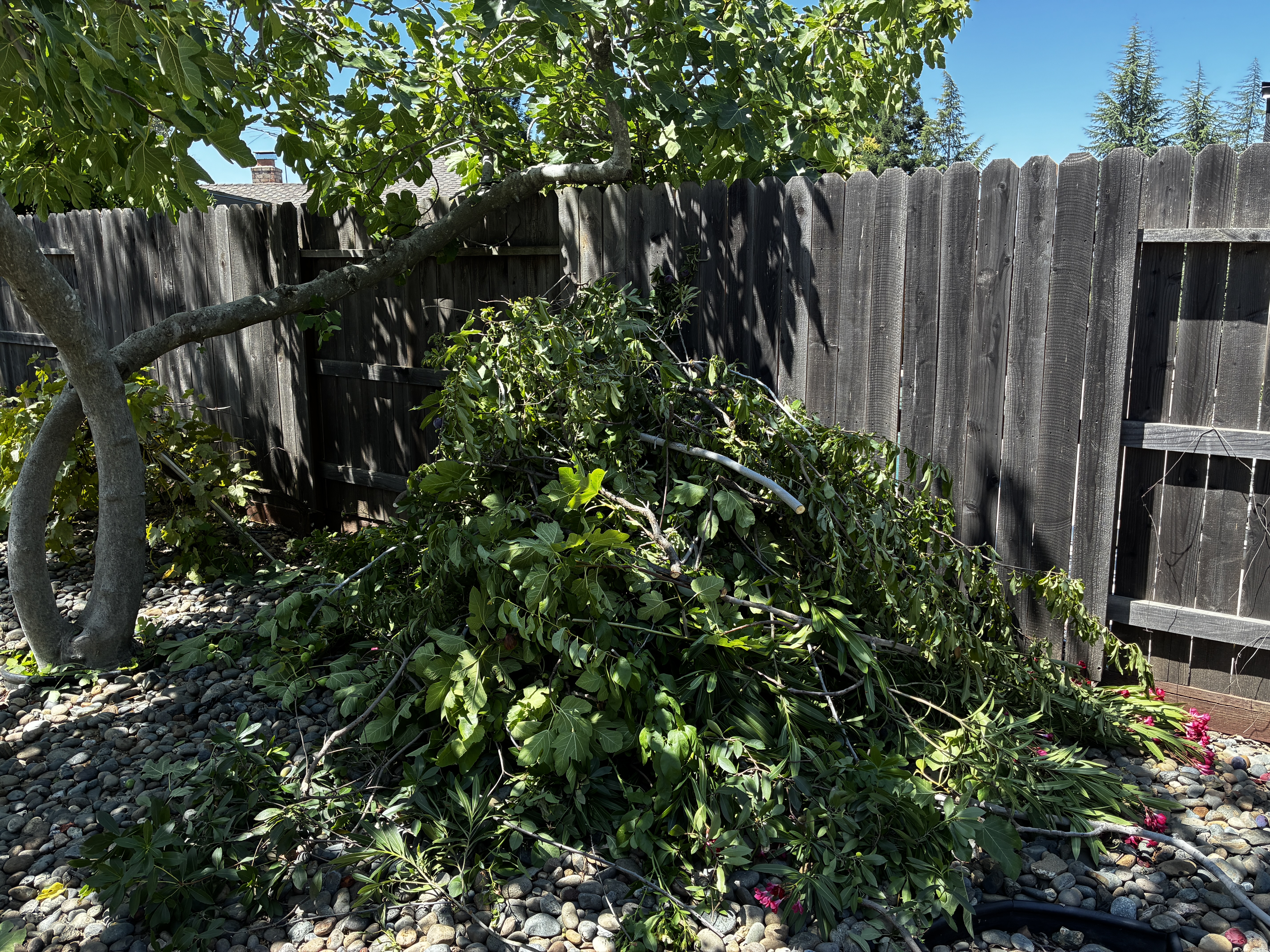 Before: large pile of tree branches in backyard