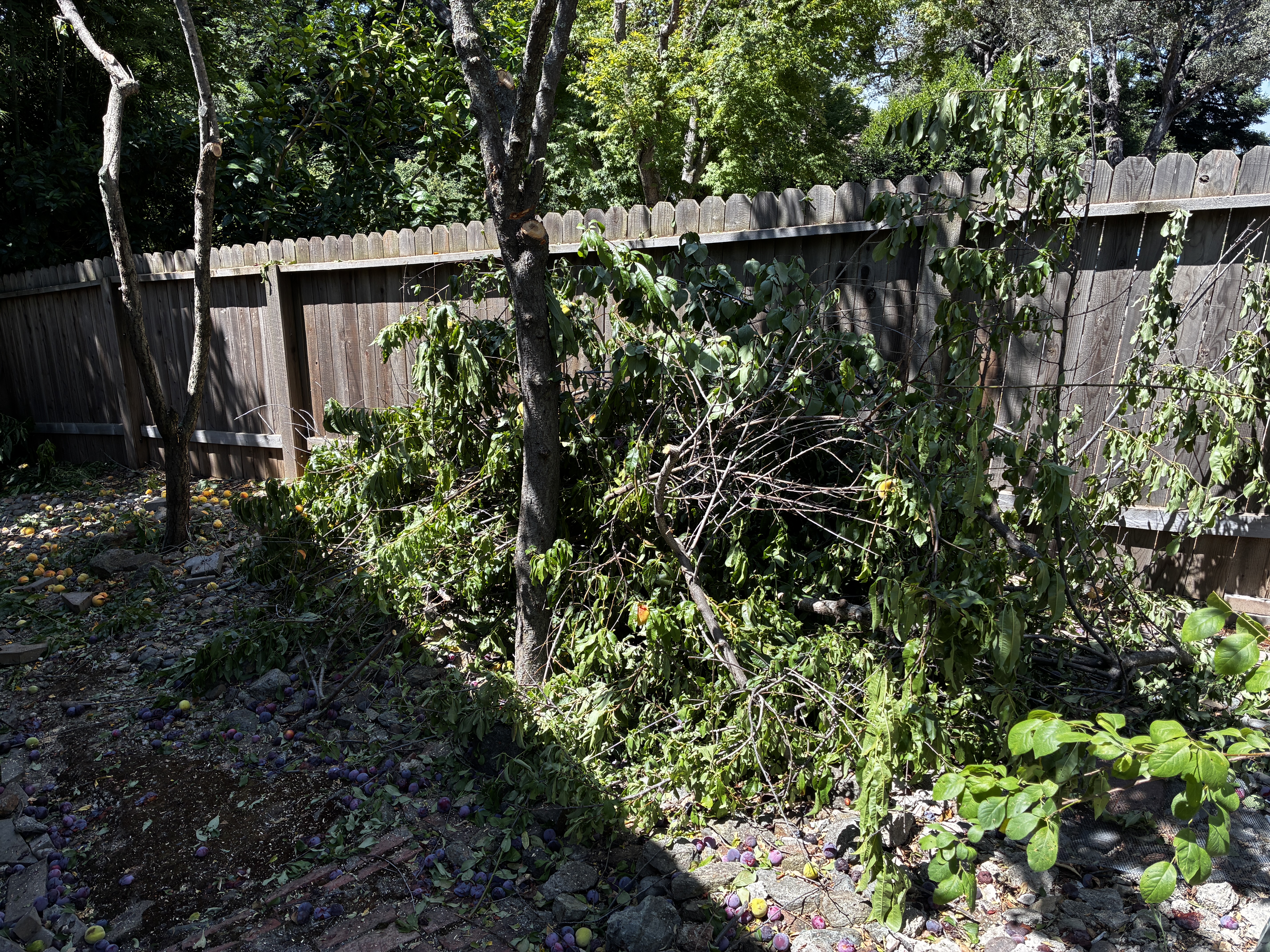 Before: fallen tree blocking yard